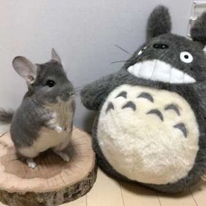 Meet your Posher, Daphne